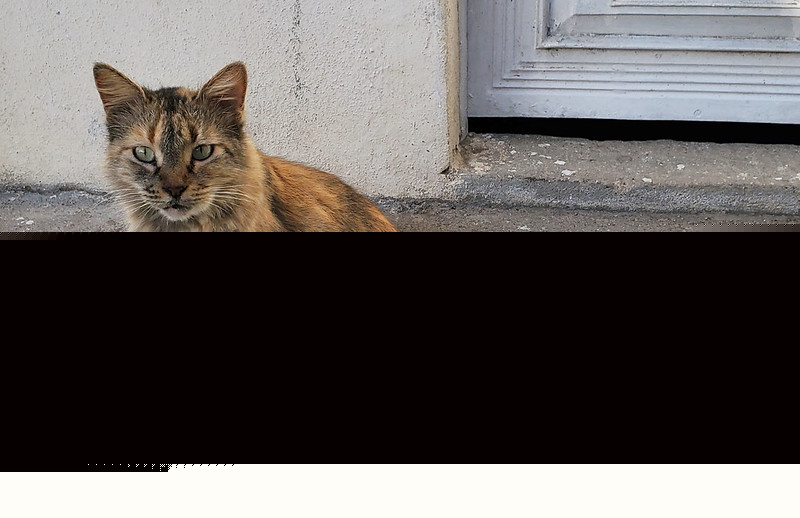 Comment on Demand Justice for Cat Allegedly Thrown From Height by Children by JD