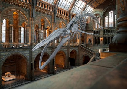 London’s Natural History Museum is hosting yoga classes inside the beautiful Hintze Hall - here's how to join