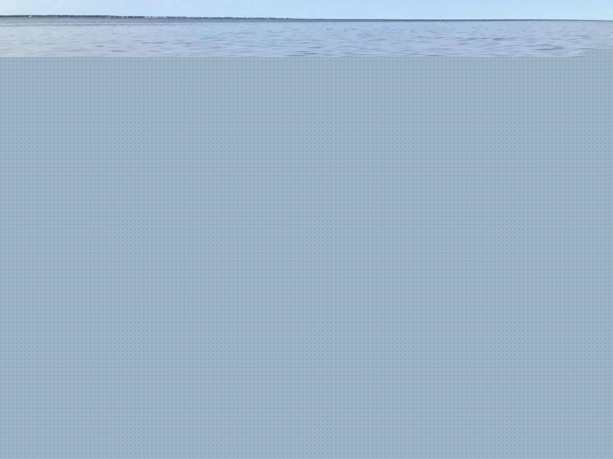 Threats to seagrass could cost state’s economy millions