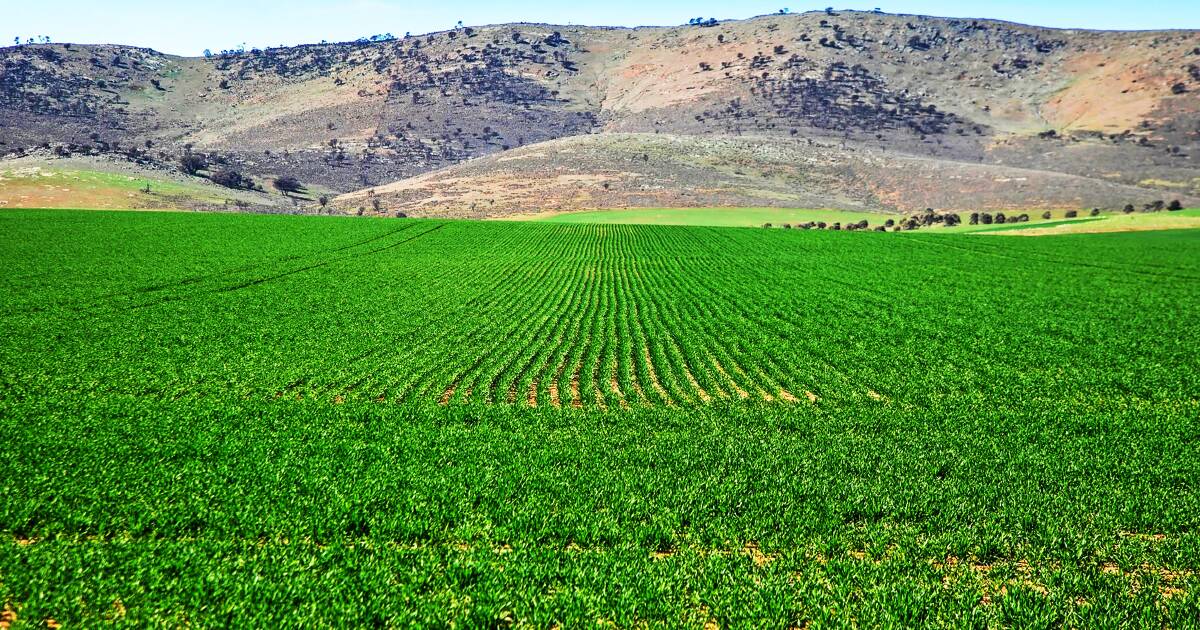 Mixed fortunes for six farm blocks offered at Booleroo Centre auction today