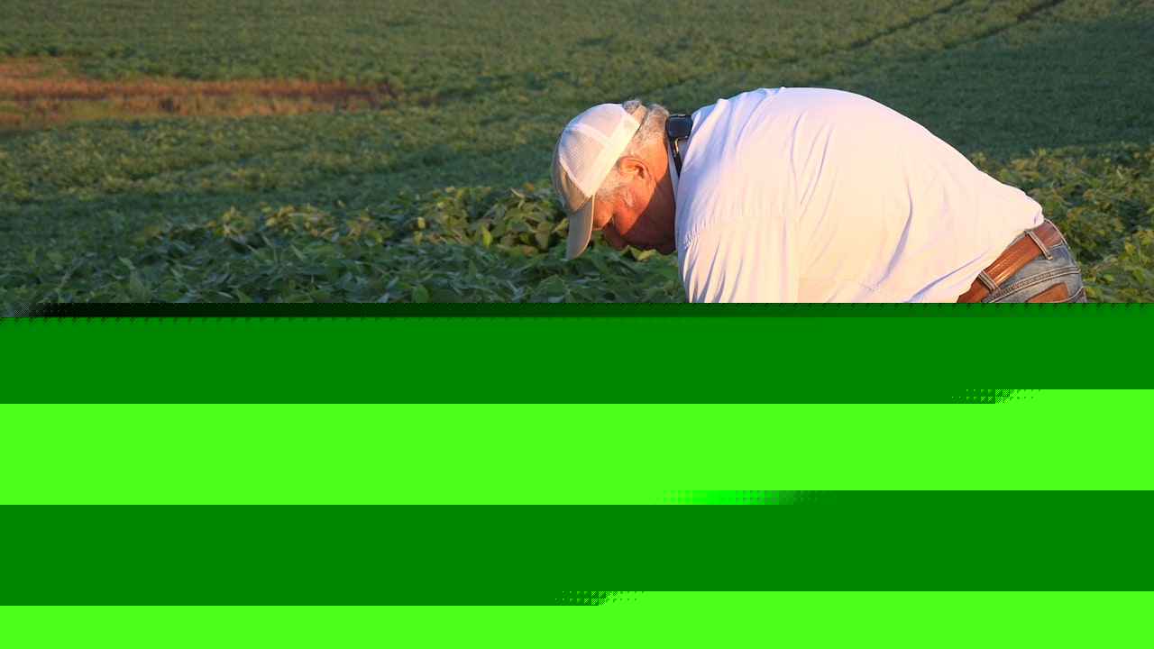 US soybean farmers race to meet global demand as farmland shrinks