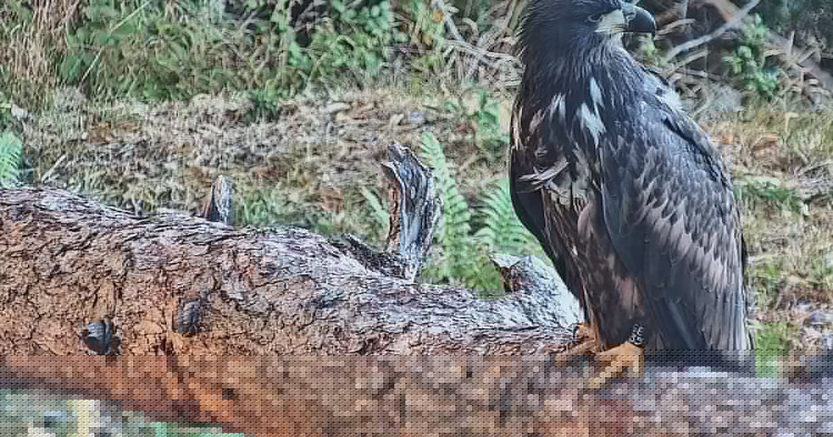 White-tailed eagles released in Exmoor to boost bird’s return to English skies
