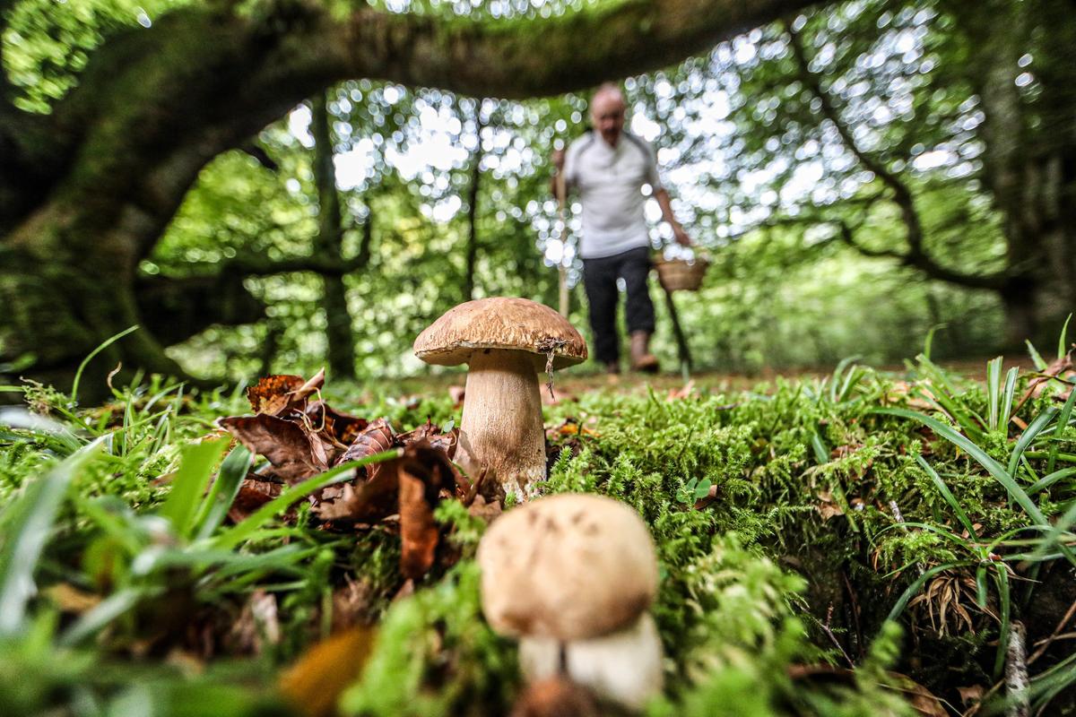 Châtaignes, girolles, cèpes… : gare aux confusions avec des plantes et champignons toxiques, cet automne,