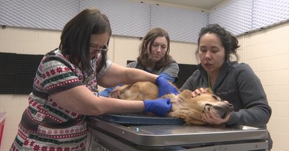 CBS News Colorado: Dogs and cats needed for blood donations