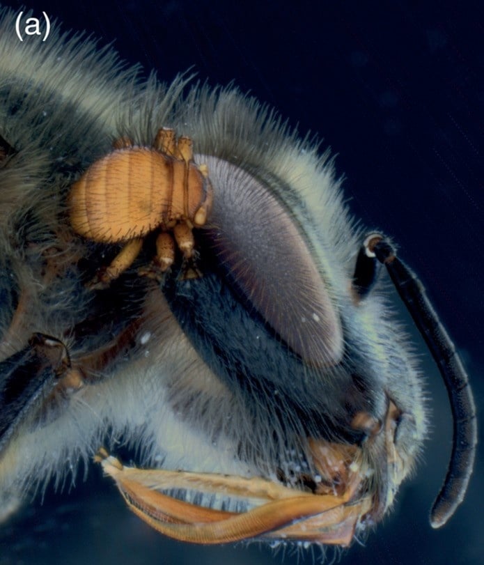 Animals - Bee lice