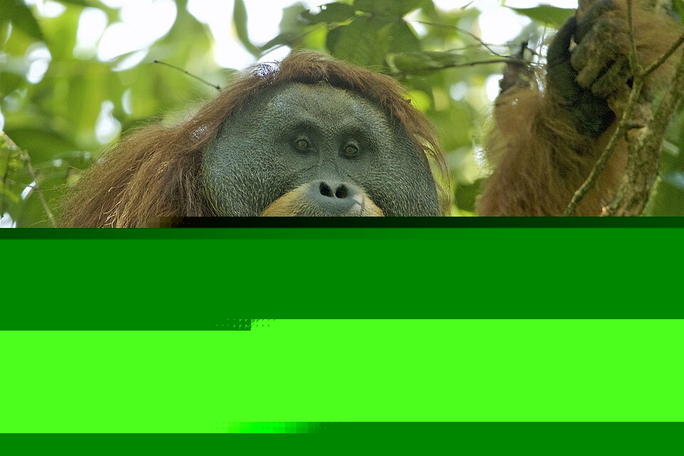 Save Endangered Orangutans From Extinction
