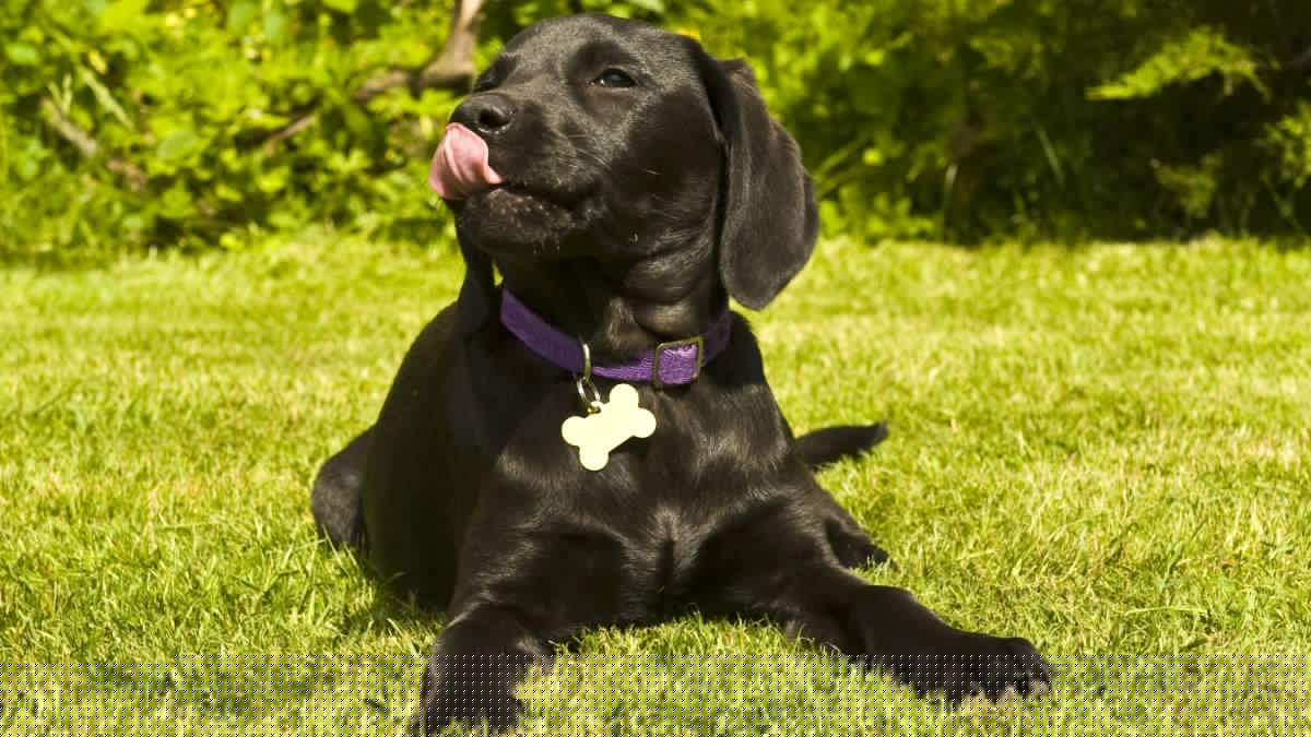 Can you guess the most popular dog name in America? Here's a list of the top 25