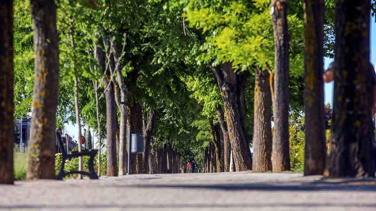 Visiones de Valor de los Árboles: la herramienta que pone a los vecinos en el centro de la planificación urbana