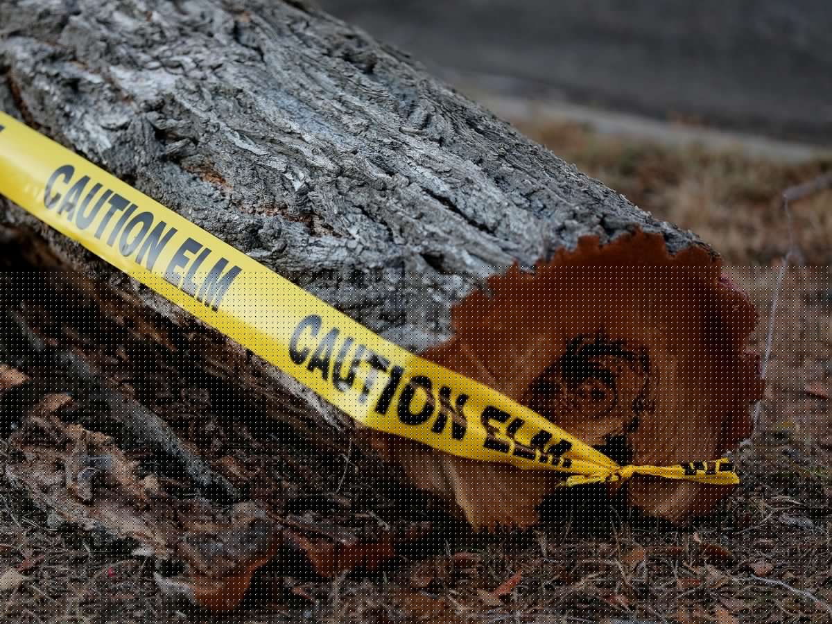 Edmonton confirms four new cases of Dutch elm disease; total now up to 14 trees