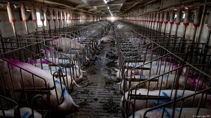 Spanish legal case leads fight against livestock pollution
