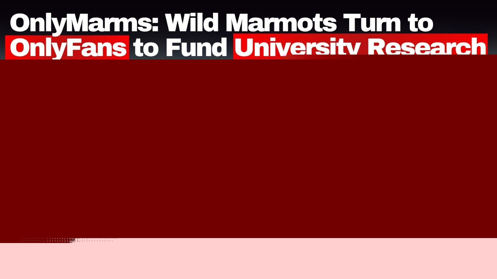 OnlyMarms: Wild Marmots Turn to OnlyFans to Fund University Research