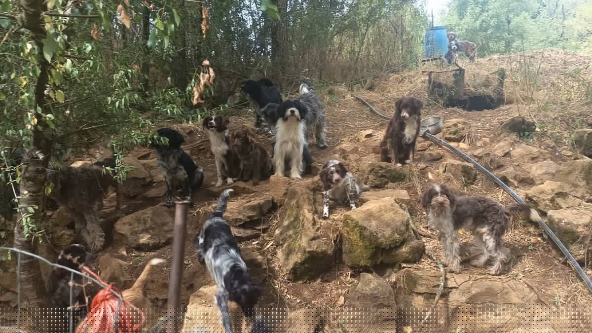 "Il y a eu des dégâts physiques, de la maltraitance et au moins une tentative d'empoisonnement à la chaux..." : ce refuge du Lot découvre une scène d'horreur avec près de 60 chiens agonisants