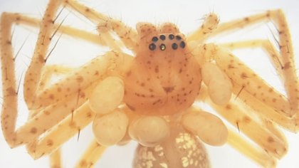This Spider’s ‘Pearl Necklace’ Looks Fancy—Until You Learn What It Really Is