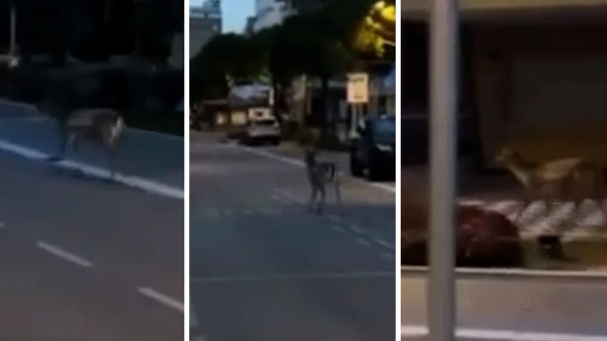 I daini corrono al mare: avvistati a Cesenatico