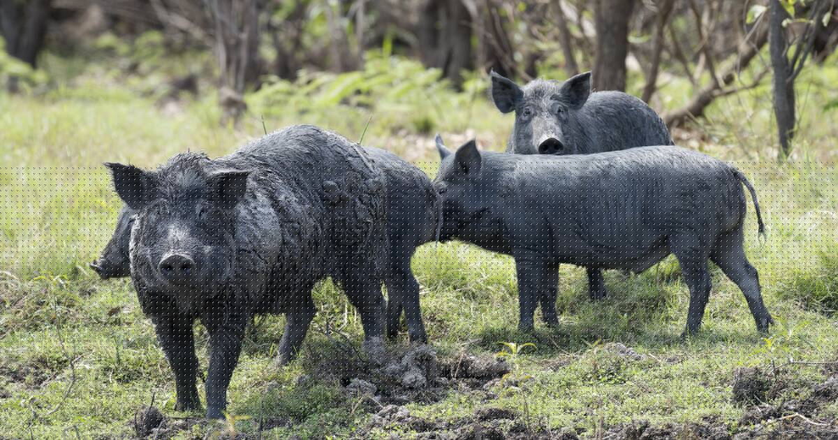 State government ministers respond to renewed calls for forest hunting
