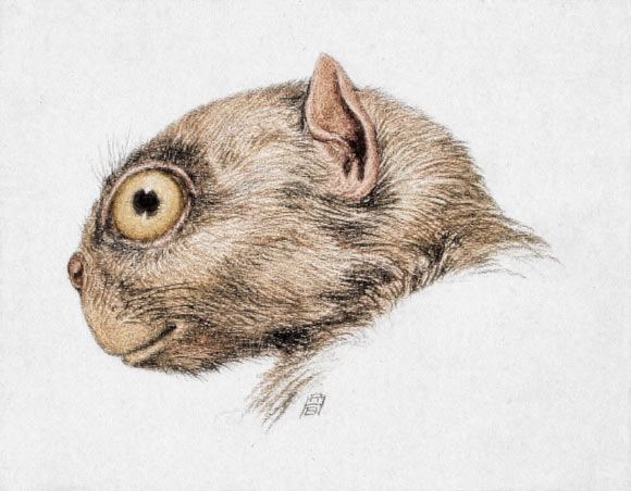 Tiny New Primate Species Emerges from 50-Million-Year-Old Wyoming Sandstone