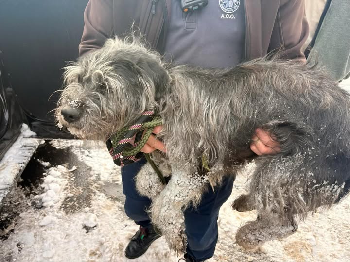 Abandoned dog rescued from massive snowstorm after 6 days in freezing temps