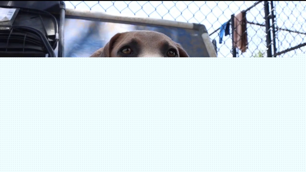 Dog of the Day: Boone