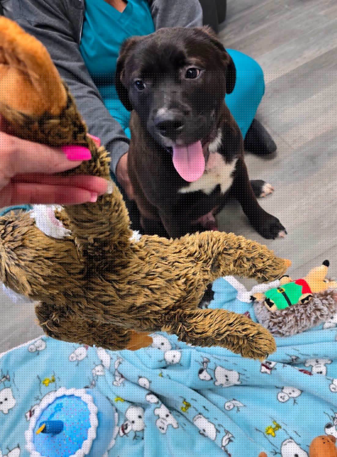 Teddy Bear lived in Detroit field with embedded collar collected old stuffed toys to comfort him