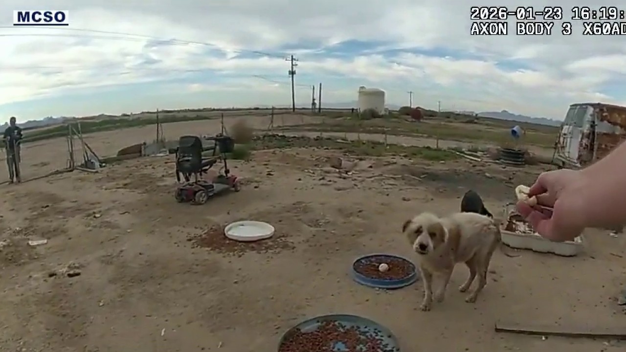 Several dogs recovering at MASH Unit after being rescued