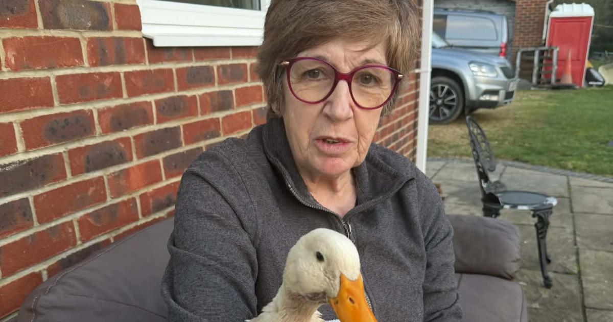 Gran shocked as pet duck shot with 'air rifle' in her garden