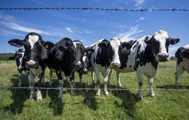 Should Canada maintain its supply management system that protects the Canadian dairy industry? (Poll)