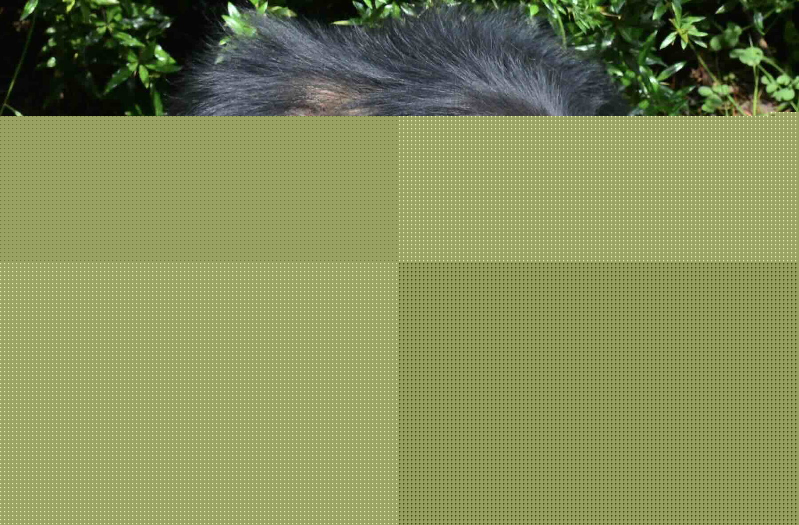 Tipsy Chimps? Study Reveals Wild Apes Consume the Equivalent of Two Drinks a Day