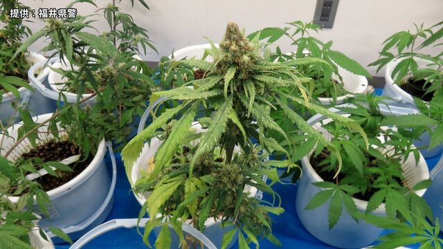Fukui man accused of running solo marijuana farm yielding record 236 plants