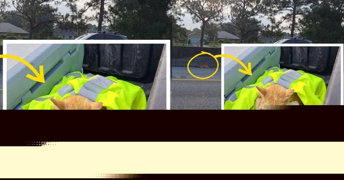 Frightened orange cat stranded on Florida freeway saved by cleanup crew