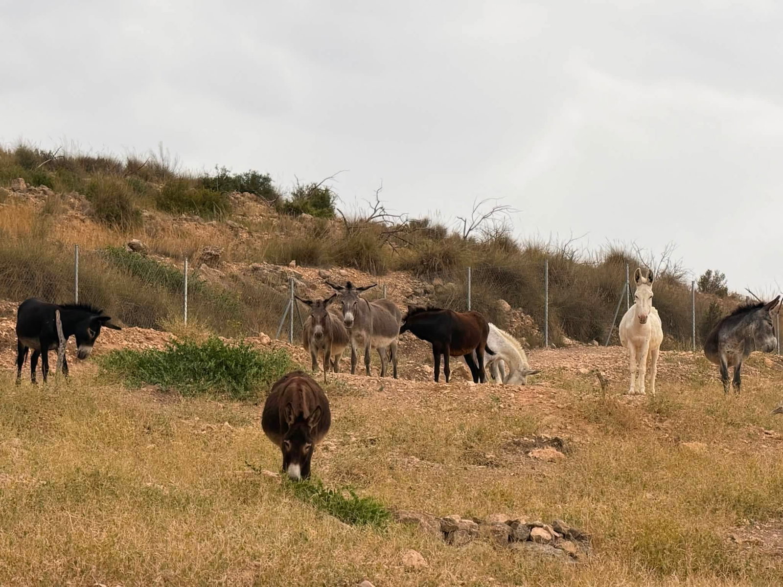 Andrea’s Animal Rescue hosts charity excursion to Benidorm this September