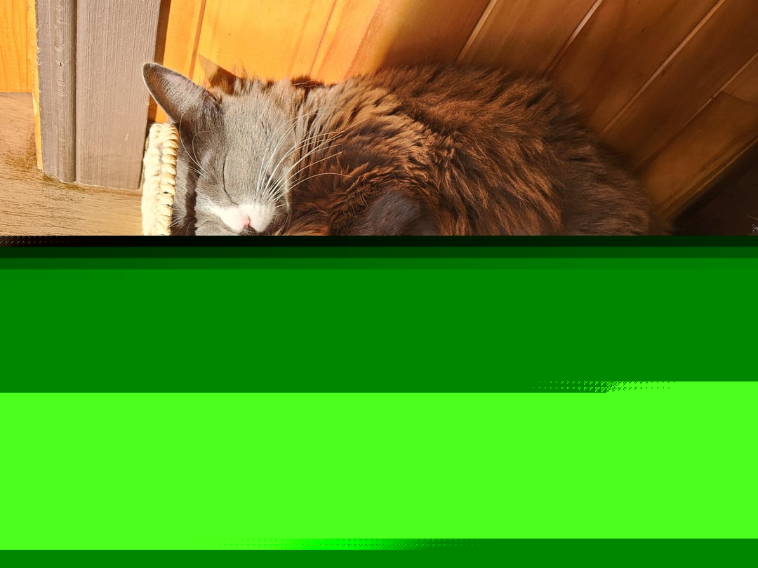 Cats - Perfect fit