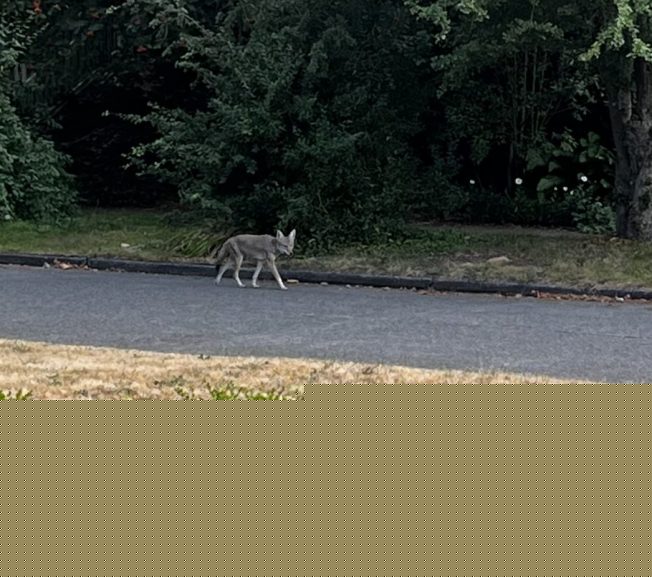 Comment on WEST SEATTLE COYOTES: North and south sightings by Susan