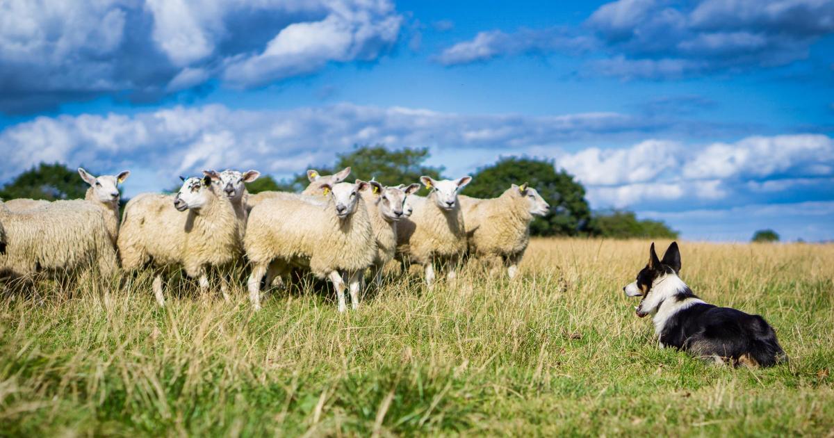 Love Lamb Week unites industry to champion British sheep farming