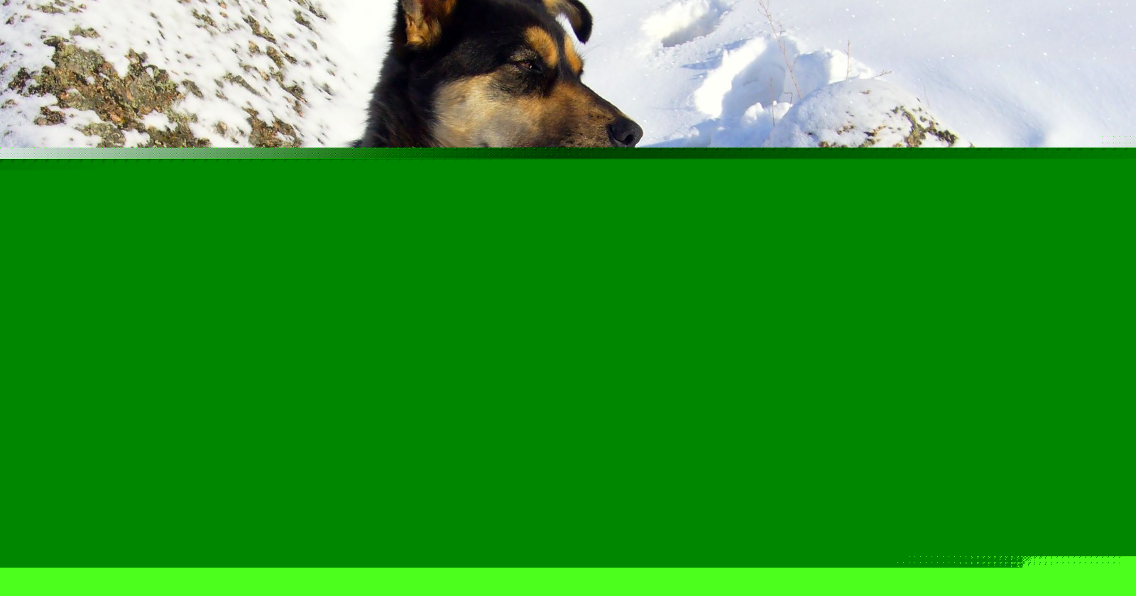 Dogs are supposed to steal forbidden food more often when their owner’s eyes are closed, and when researchers ran the test on hunting dogs in five countries, the effect did not appear