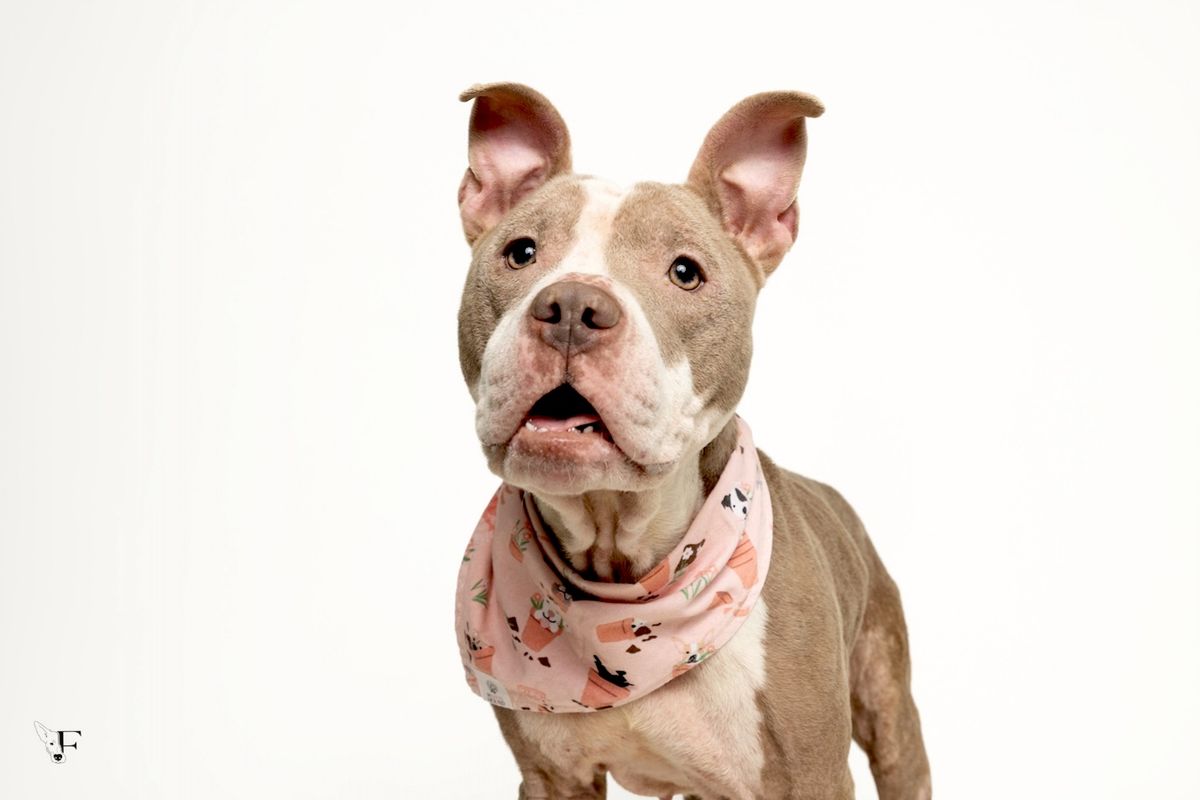Wake County Animal Center joins Clear the Shelters with free pet adoptions