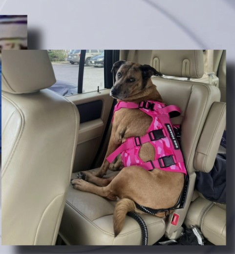 Disabled man beaten and robbed heartbroken after his emotional support dog stolen
