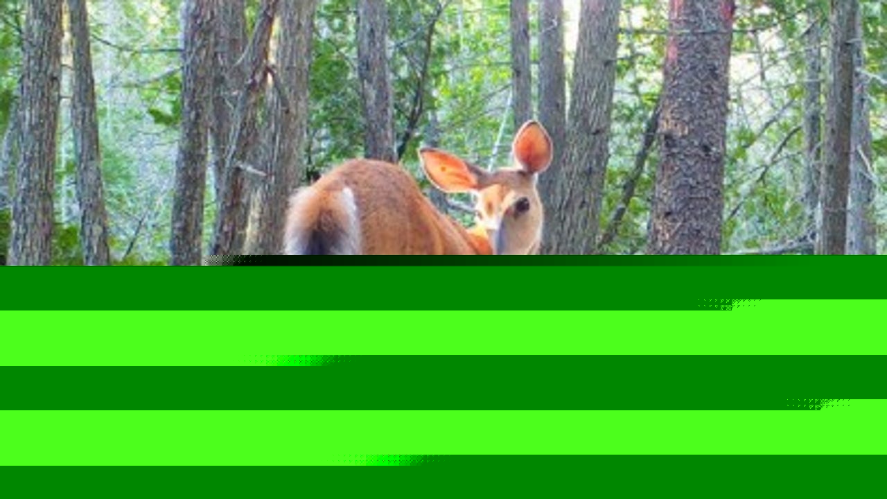 More hunting on Beaver Island? Michigan wants 20 more days of harvesting antlerless deer