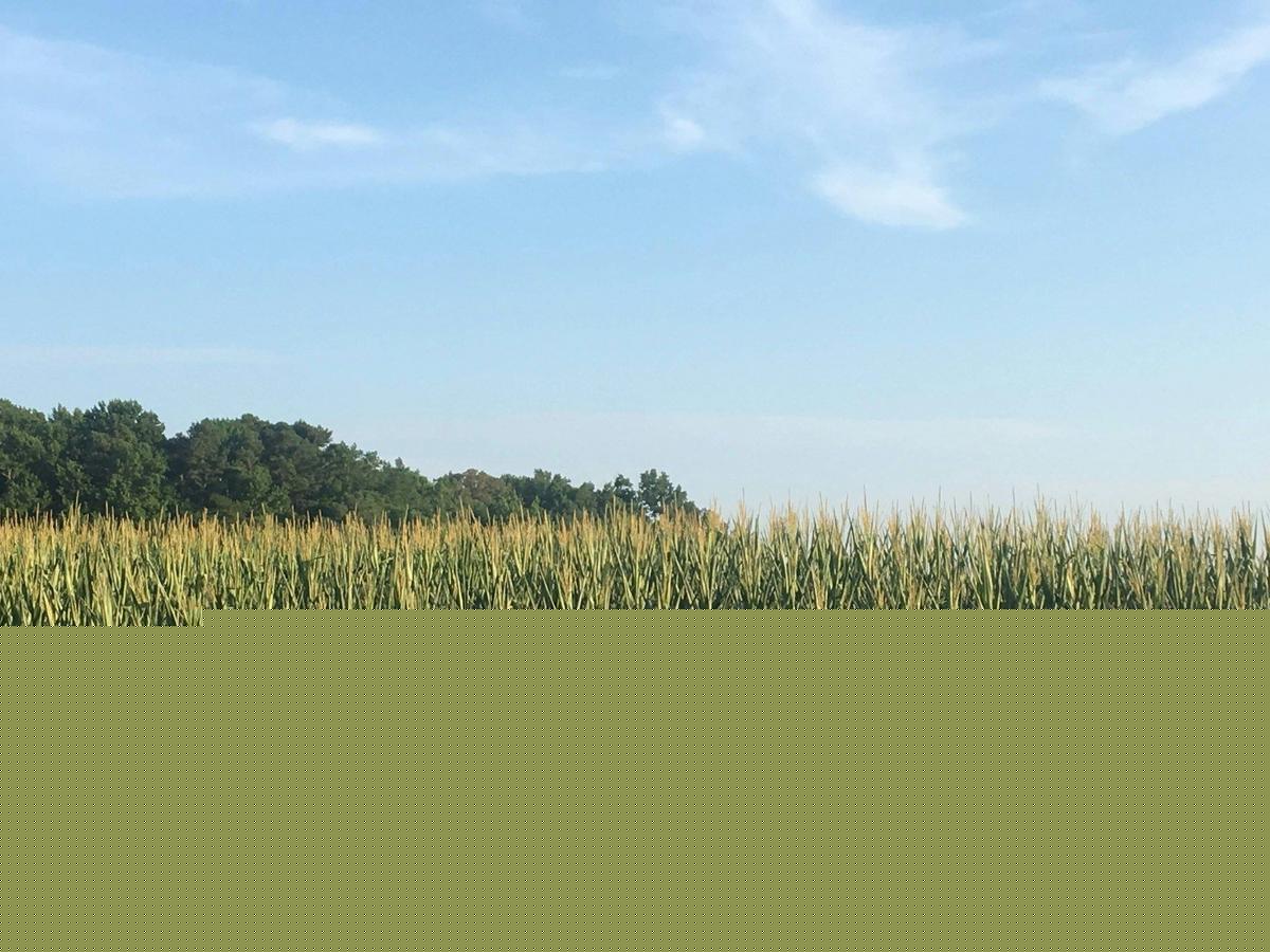 Illinois Police Issue Corn Season Driving Warning