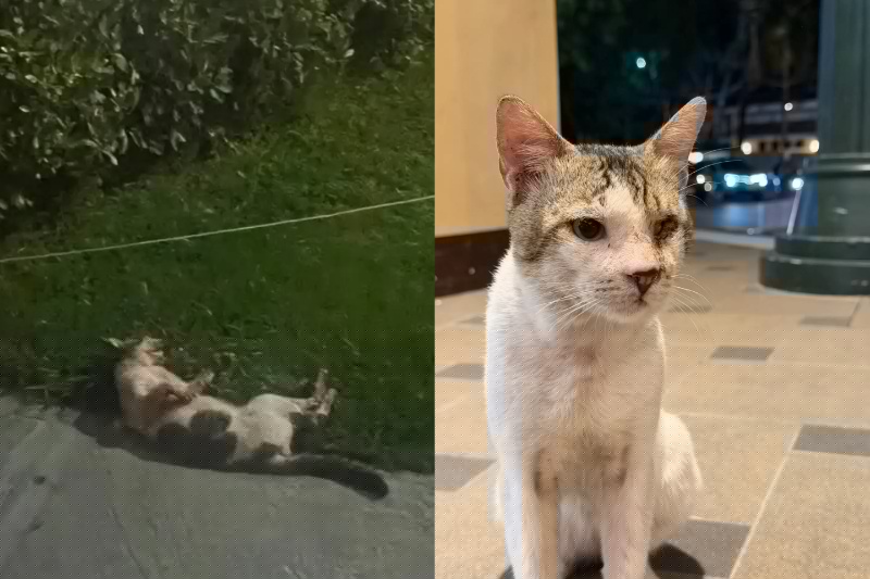 One-eyed community cat run over at McKinley Hill pedestrian crossing
