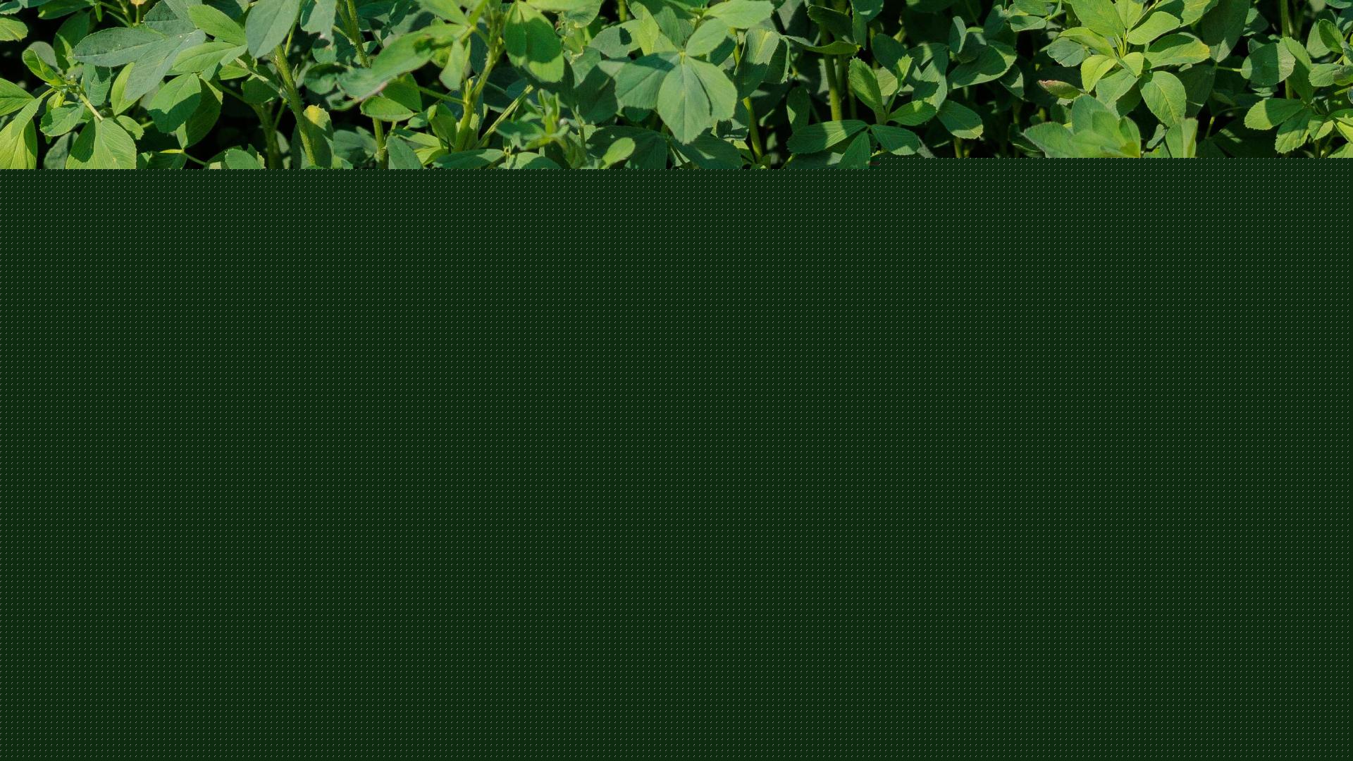 UK investigates alfalfa’s role in reducing fescue toxicosis, heat stress in cattle