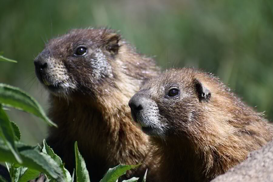 UCLA scientists turn to OnlyFans to fund 64-year marmot research project