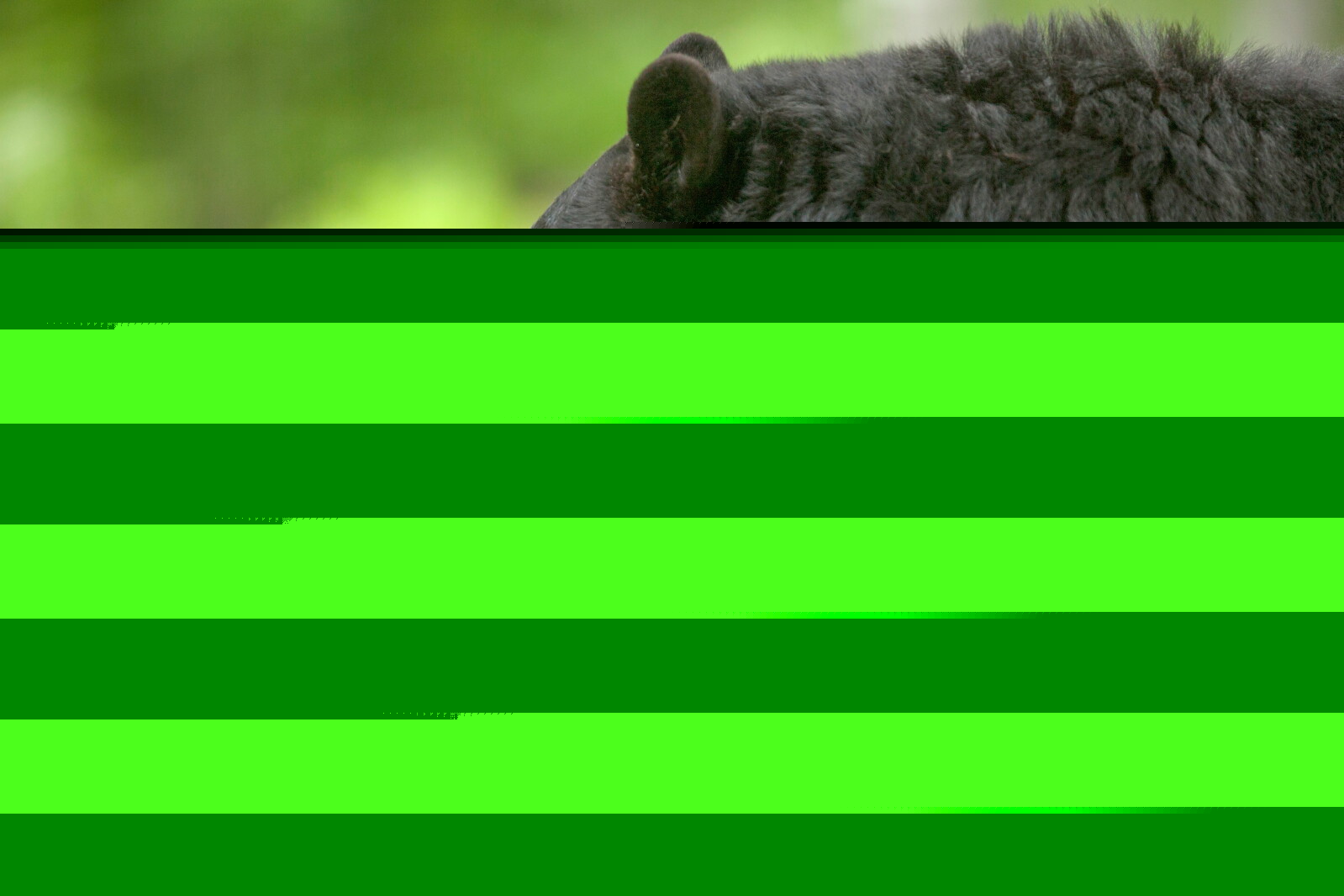 Black bear sightings on the rise in Hubbard County