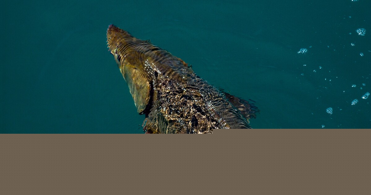 Study suggests some Great Lakes lake sturgeon could live more than 400 years