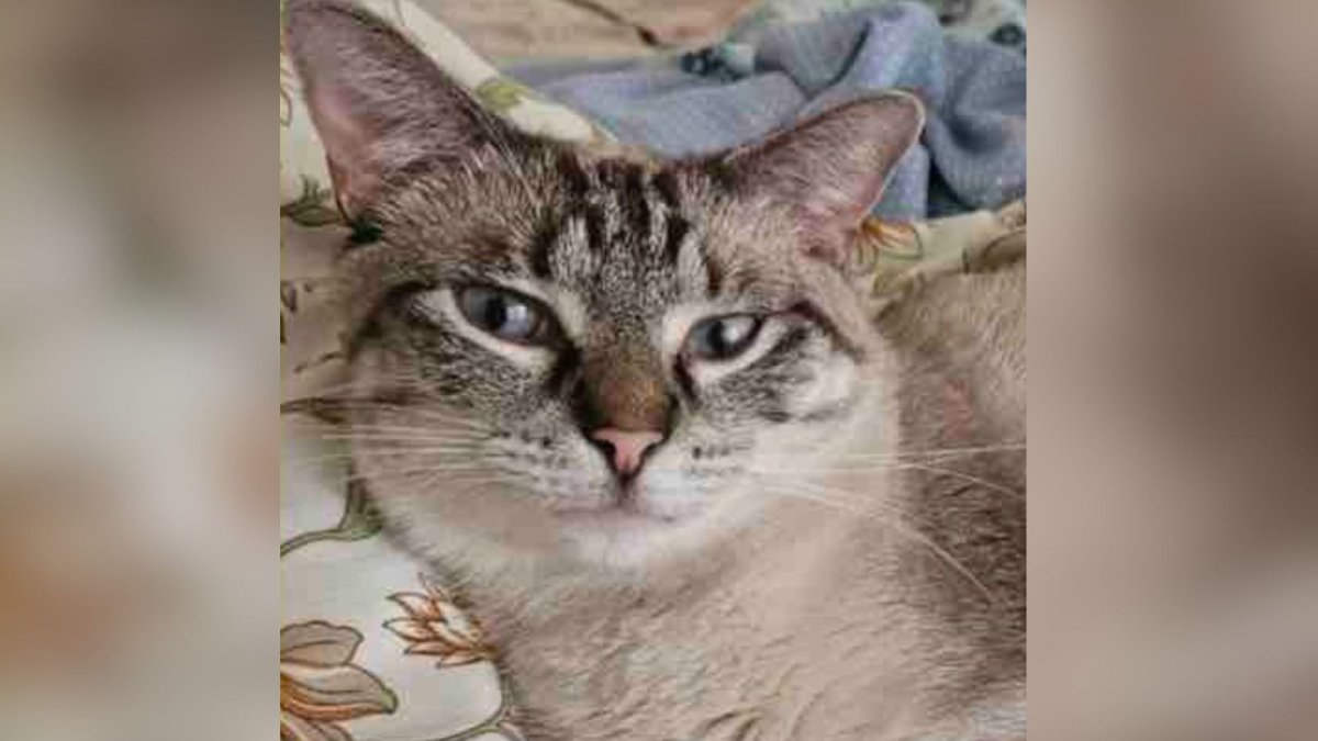 Search ongoing after emotional support cat goes missing at Philadelphia airport