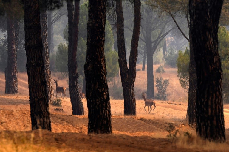 Fires in Europe: latest developments