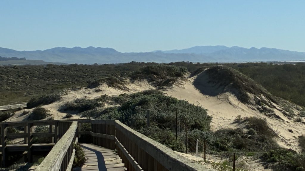 The charms of ocean life at California’s ‘skinny bear’
