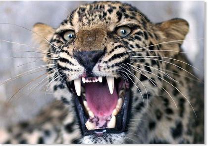 Woman killed by leopard in a district of Uttar Pradesh, India - 4th victim in 12 days,  36th in last 30 months