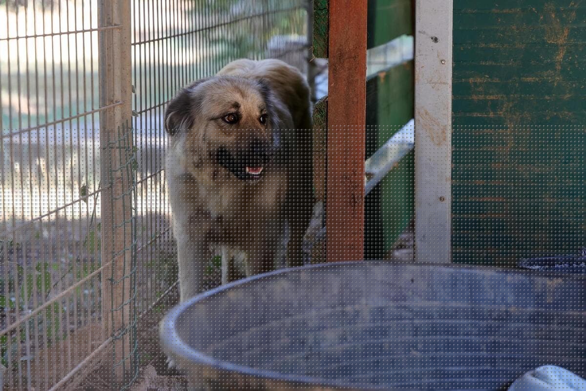 Menacés par les flammes dans le Var, des chiens secourus grâce à la solidarité de deux cabinets vétérinaires de Menton et Roquebrune-Cap-Martin