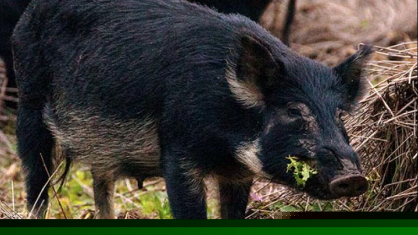 USDA puts $35 million toward feral swine control across 14 states, including Louisiana