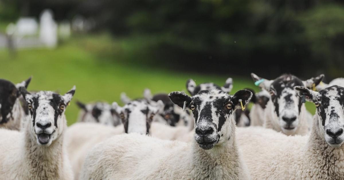 Market pays tribute to dedicated farmer after death